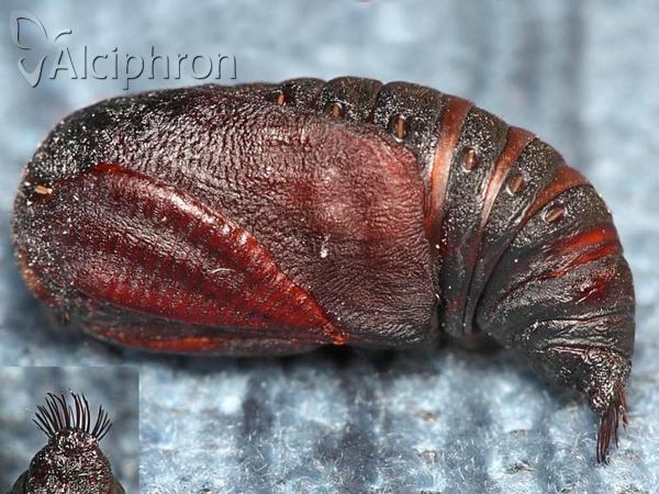 Saturnia pavonia