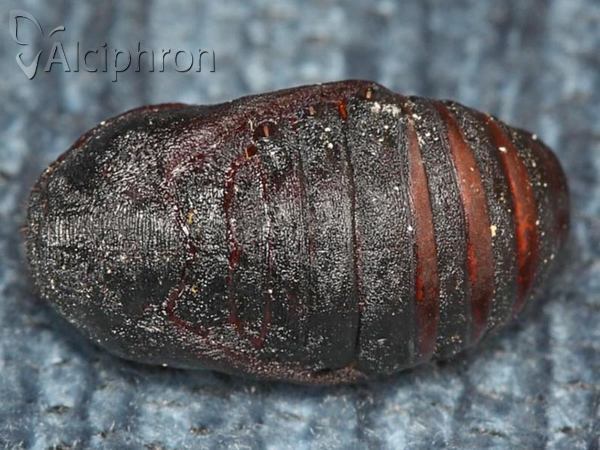 Saturnia pavonia