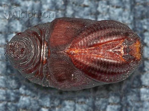 Saturnia pavonia