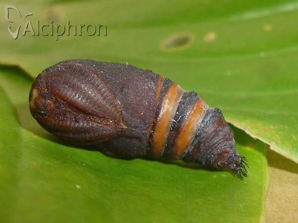Saturnia pavoniella