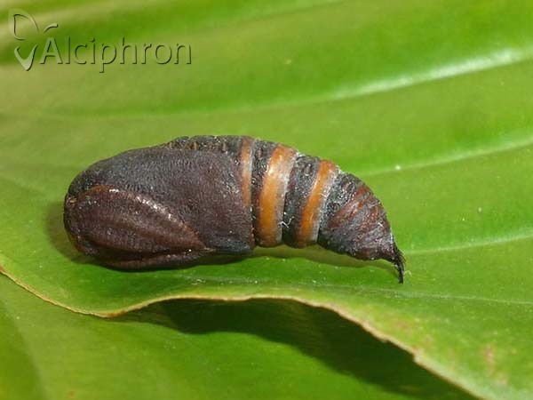 Saturnia pavoniella