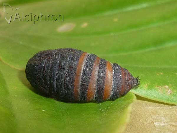 Saturnia pavoniella