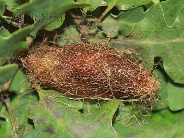 Saturnia caecigena