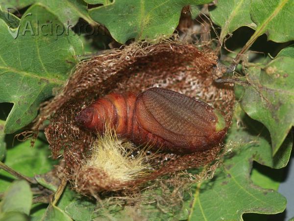 Saturnia caecigena