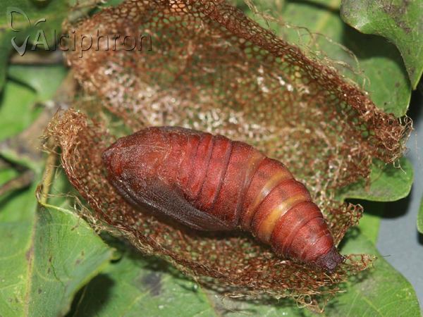 Saturnia caecigena