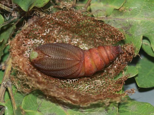 Saturnia caecigena