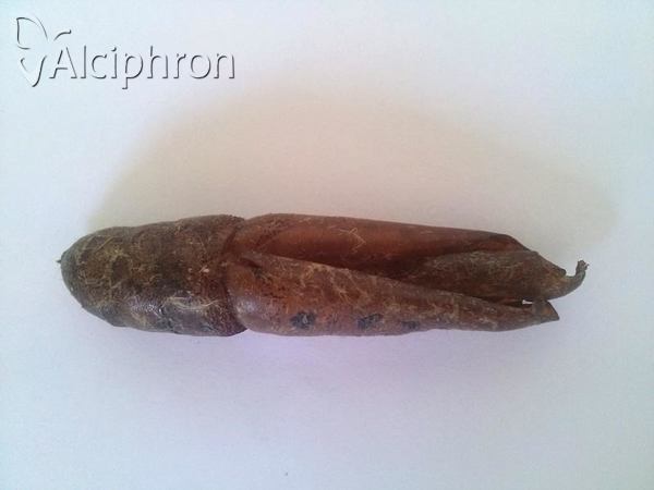 Daphnis nerii