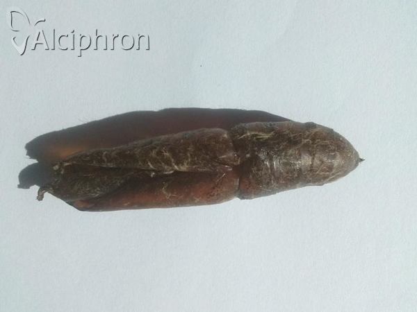 Daphnis nerii