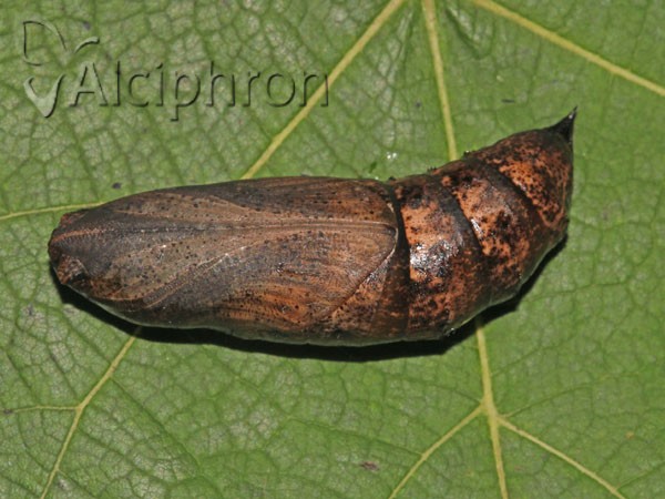Deilephila elpenor