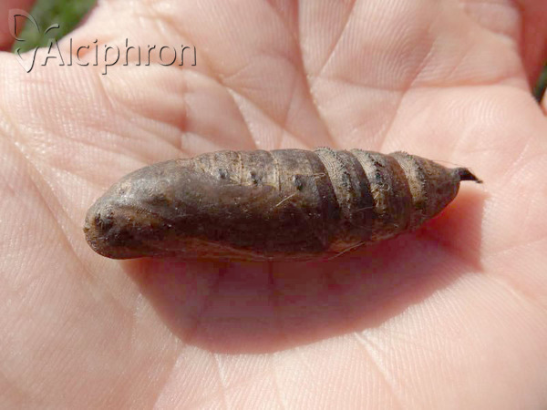 Deilephila elpenor