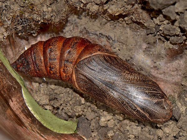 Hyles euphorbiae