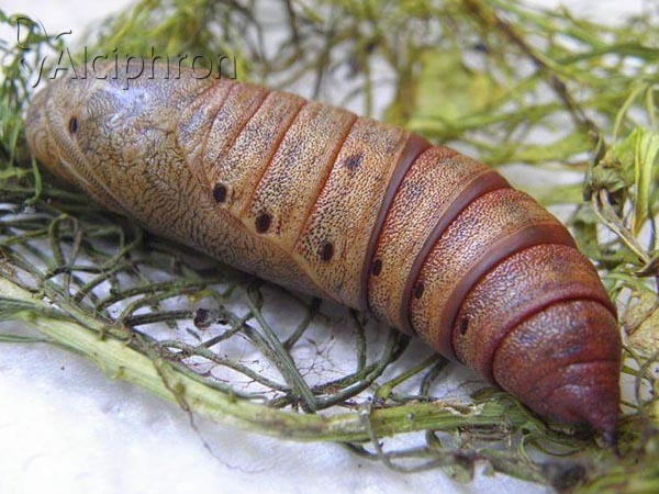 Hyles euphorbiae