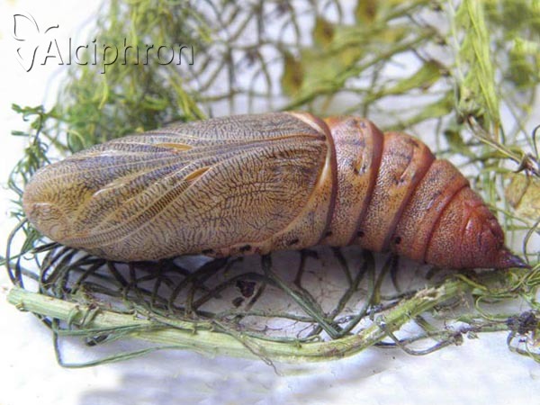 Hyles euphorbiae
