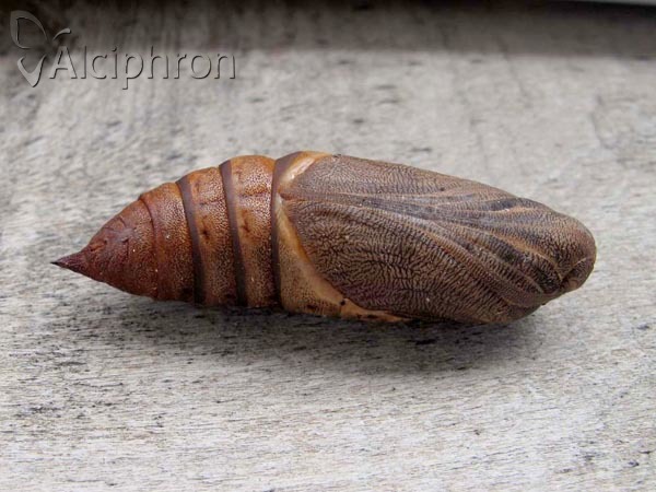 Hyles euphorbiae