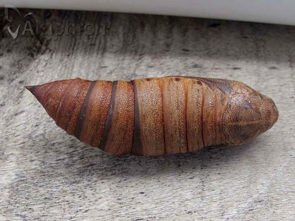 Hyles euphorbiae