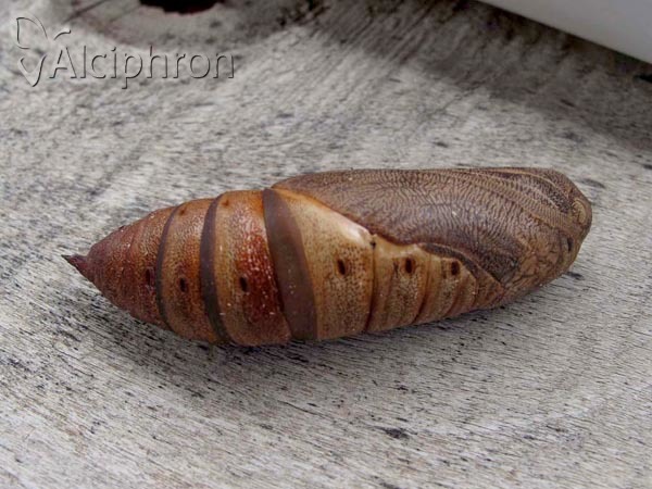 Hyles euphorbiae