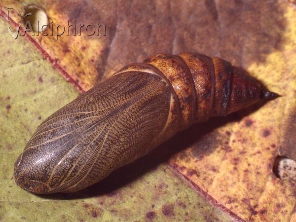 Hyles gallii