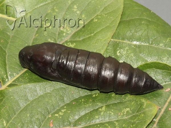 Acherontia atropos