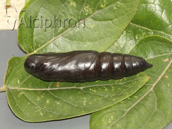 Acherontia atropos