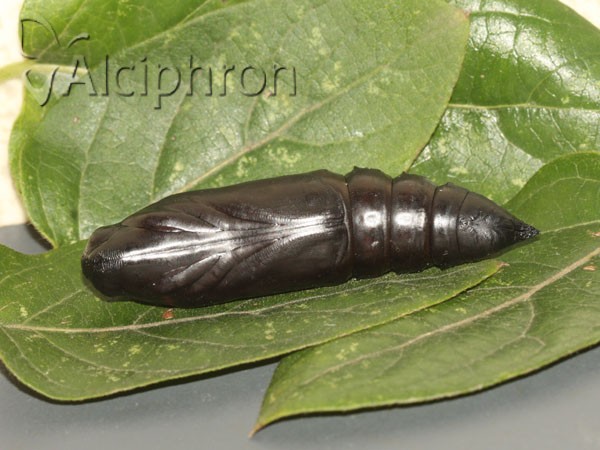 Acherontia atropos