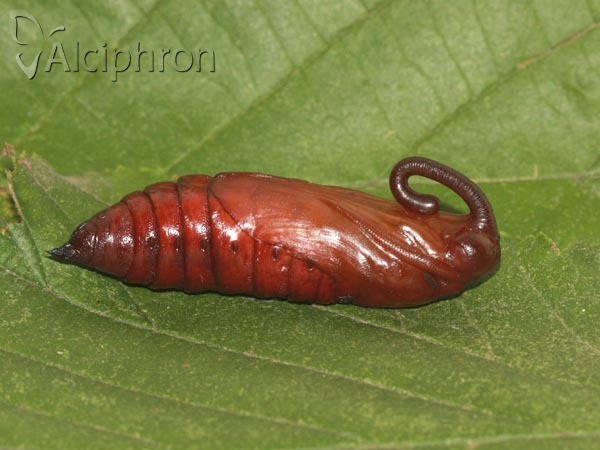 Agrius convolvuli
