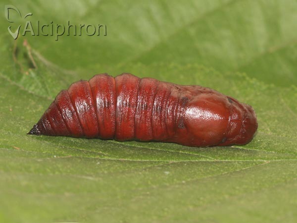 Agrius convolvuli