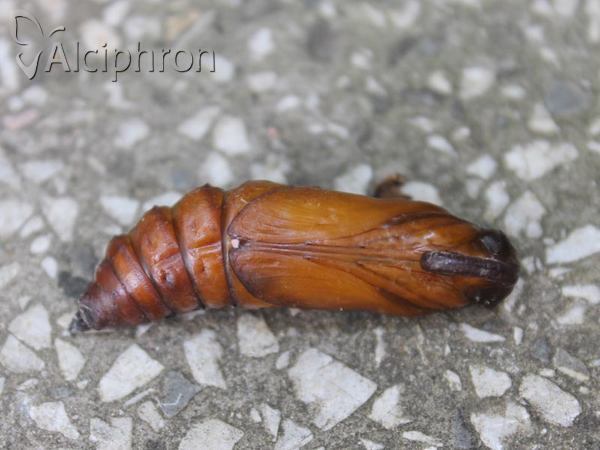 Agrius convolvuli