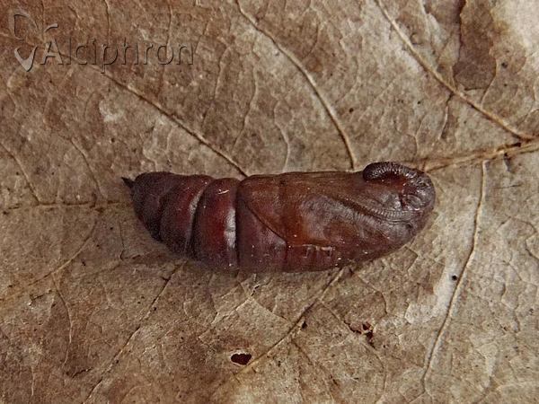 Sphinx pinastri