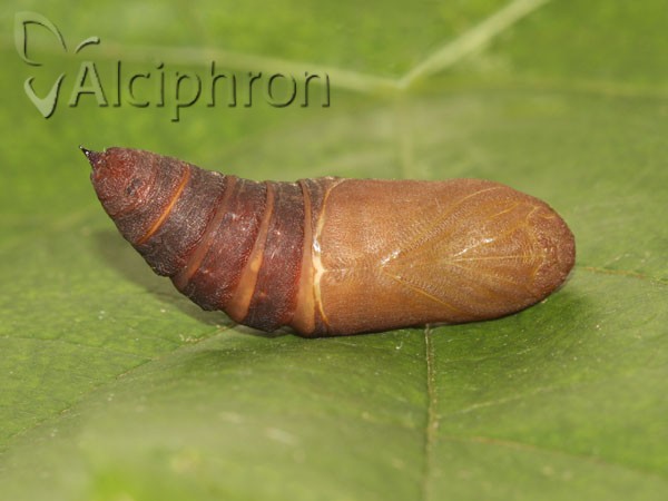 Laothoe populi