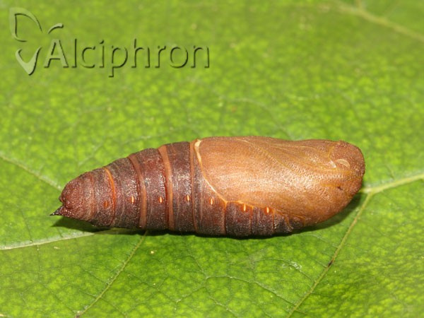 Laothoe populi