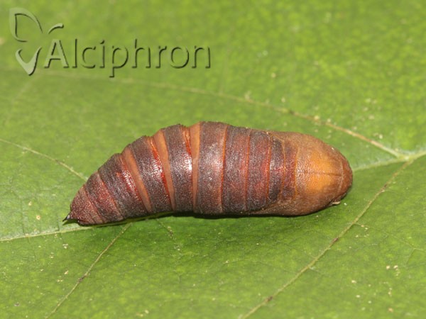 Laothoe populi