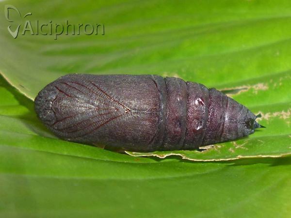 Laothoe populi