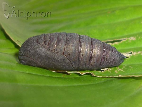 Laothoe populi
