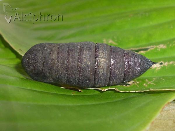 Laothoe populi