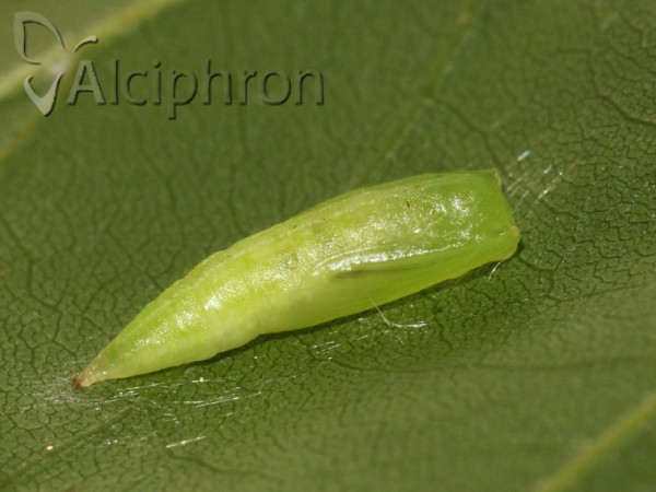 Cyclophora annularia