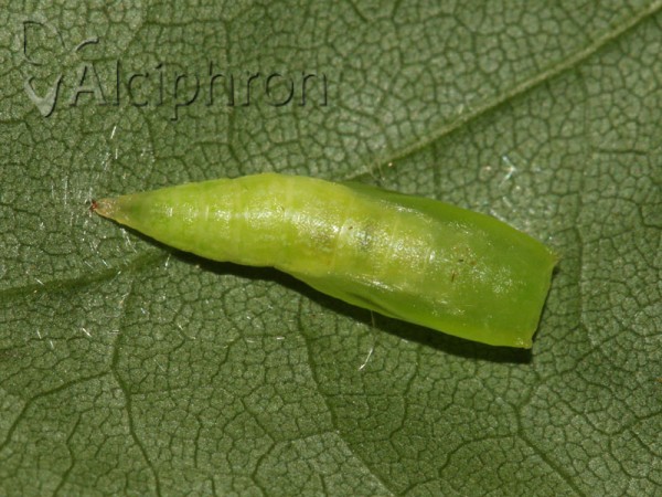 Cyclophora annularia