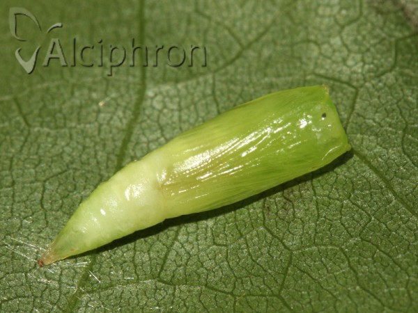 Cyclophora annularia