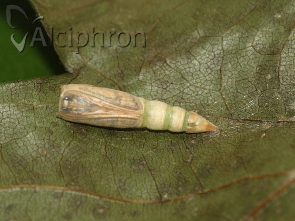 Cyclophora annularia