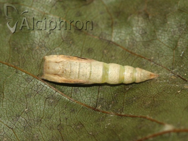 Cyclophora annularia