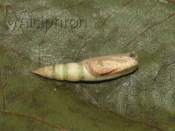Cyclophora annularia