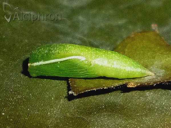 Cyclophora ruficiliaria