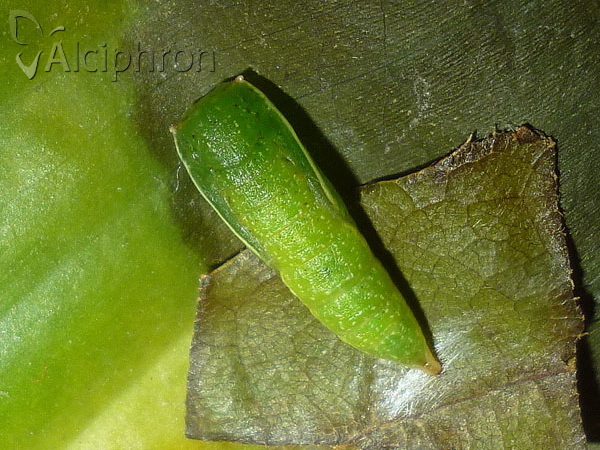 Cyclophora ruficiliaria
