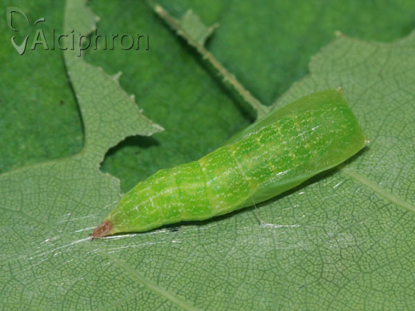 Cyclophora punctaria