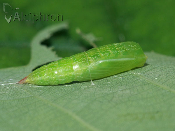 Cyclophora punctaria