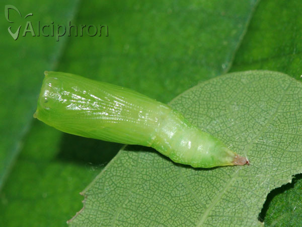 Cyclophora punctaria