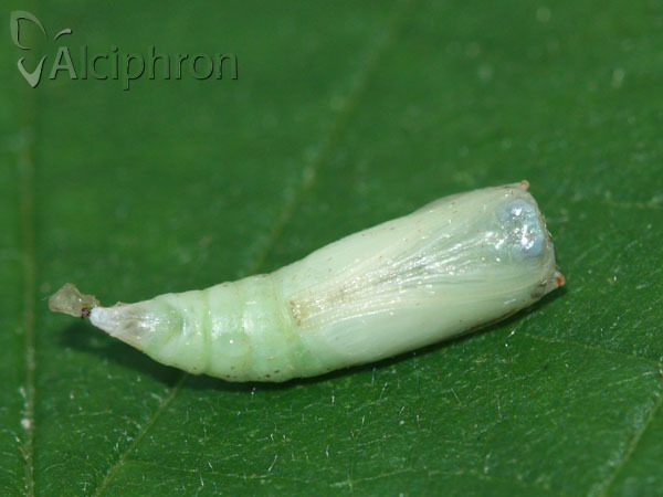 Cyclophora punctaria