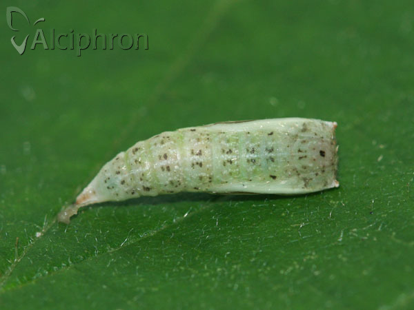 Cyclophora punctaria