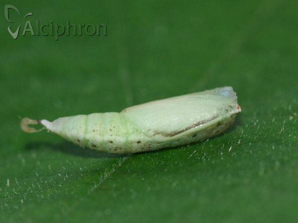 Cyclophora punctaria