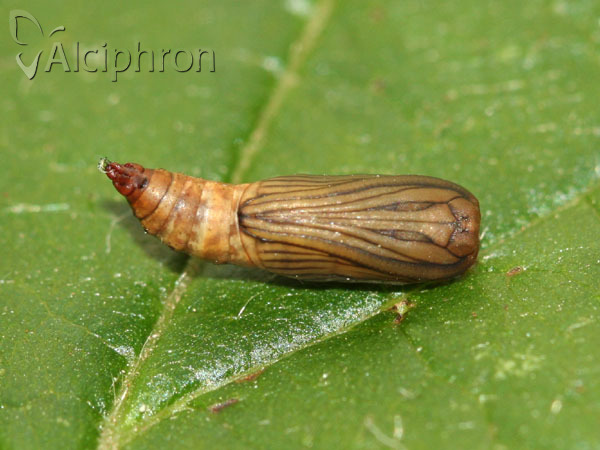 Idaea muricata