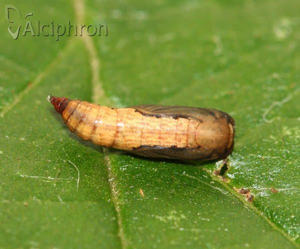 Idaea muricata
